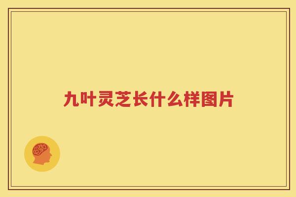 九叶灵芝长什么样图片
