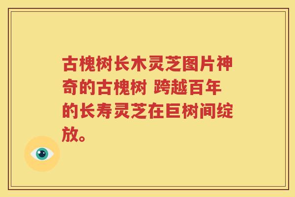 古槐树长木灵芝图片神奇的古槐树 跨越百年的长寿灵芝在巨树间绽放。