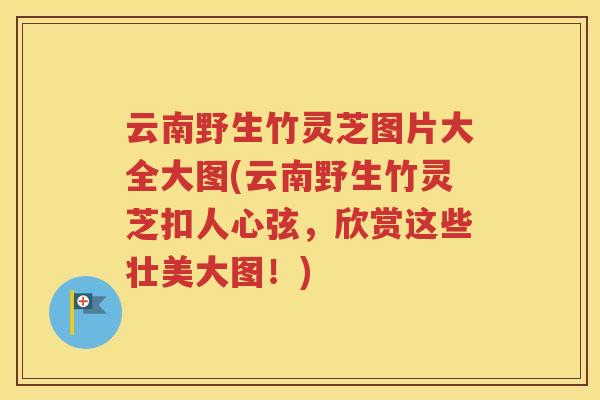 云南野生竹灵芝图片大全大图(云南野生竹灵芝扣人心弦，欣赏这些壮美大图！)