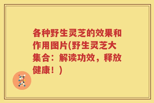 各种野生灵芝的效果和作用图片(野生灵芝大集合：解读功效，释放健康！)