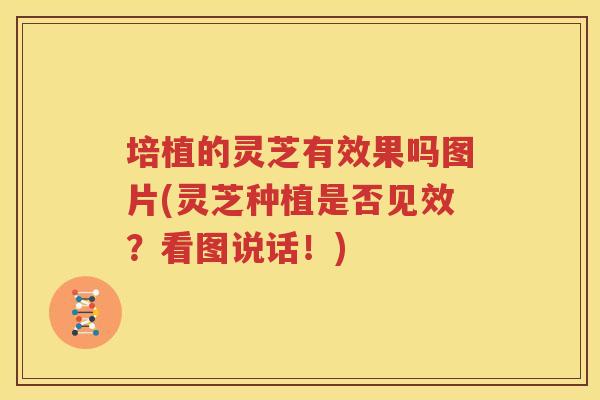 培植的灵芝有效果吗图片(灵芝种植是否见效？看图说话！)