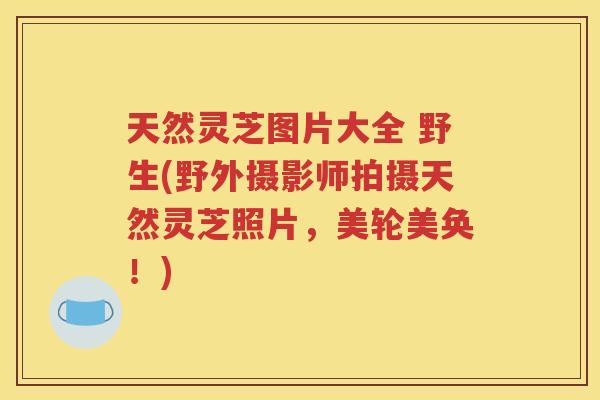 天然灵芝图片大全 野生(野外摄影师拍摄天然灵芝照片，美轮美奂！)