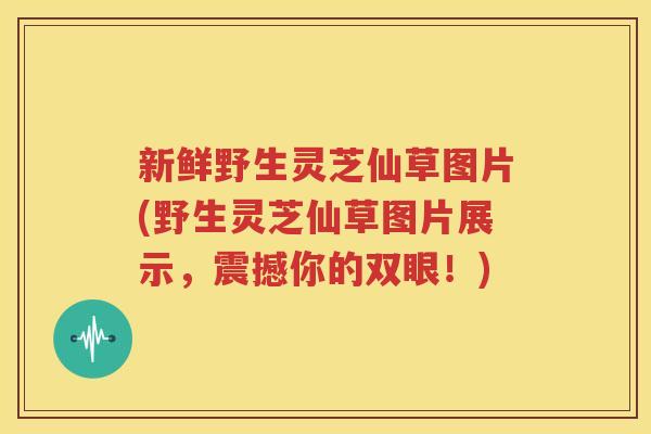 新鲜野生灵芝仙草图片(野生灵芝仙草图片展示，震撼你的双眼！)