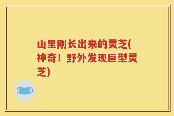 山里刚长出来的灵芝(神奇！野外发现巨型灵芝)