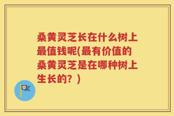 桑黄灵芝长在什么树上最值钱呢(最有价值的桑黄灵芝是在哪种树上生长的？)