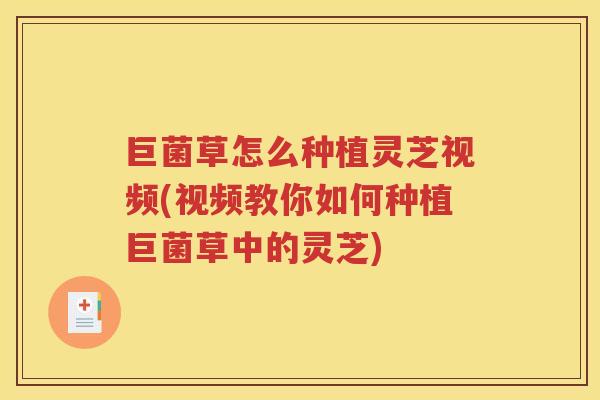 巨菌草怎么种植灵芝视频(视频教你如何种植巨菌草中的灵芝)