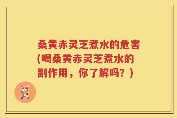 桑黄赤灵芝煮水的危害(喝桑黄赤灵芝煮水的副作用，你了解吗？)