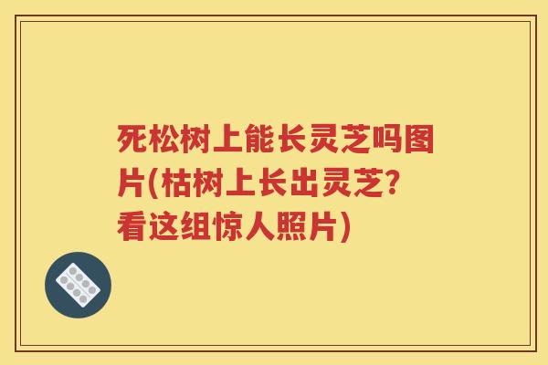 死松树上能长灵芝吗图片(枯树上长出灵芝？看这组惊人照片)