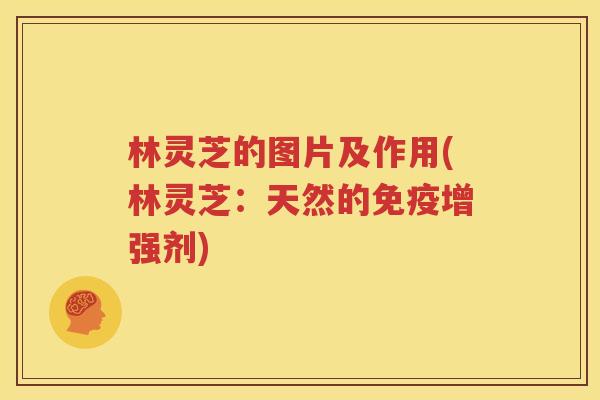 林灵芝的图片及作用(林灵芝：天然的免疫增强剂)