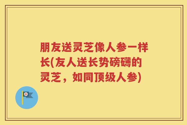 朋友送灵芝像人参一样长(友人送长势磅礴的灵芝，如同顶级人参)