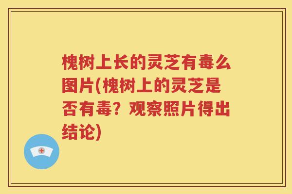 槐树上长的灵芝有毒么图片(槐树上的灵芝是否有毒？观察照片得出结论)