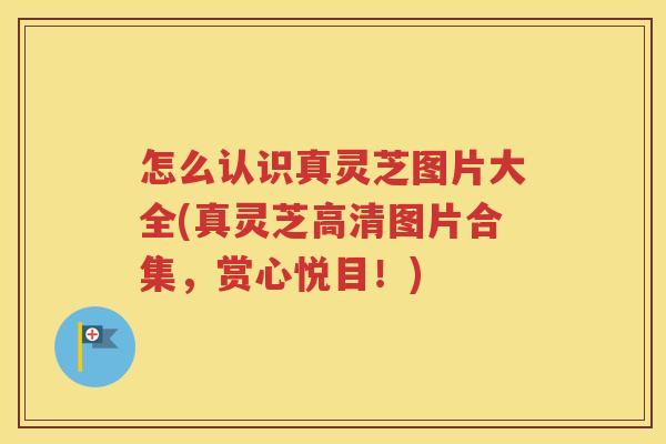 怎么认识真灵芝图片大全(真灵芝高清图片合集，赏心悦目！)