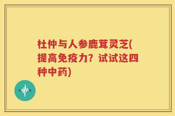 杜仲与人参鹿茸灵芝(提高免疫力？试试这四种中药)