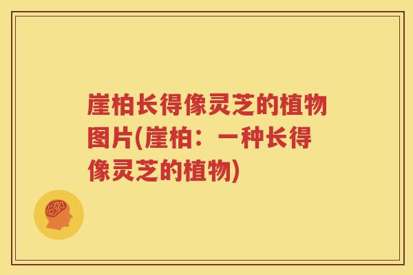 崖柏长得像灵芝的植物图片(崖柏：一种长得像灵芝的植物)