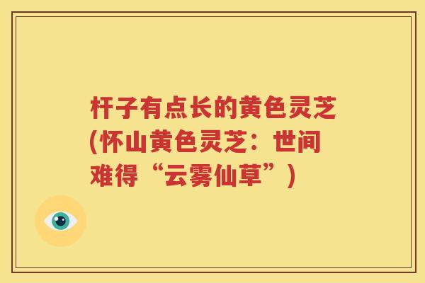 杆子有点长的黄色灵芝(怀山黄色灵芝：世间难得“云雾仙草”)