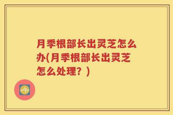 月季根部长出灵芝怎么办(月季根部长出灵芝怎么处理？)