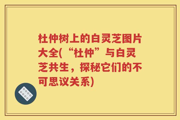 杜仲树上的白灵芝图片大全(“杜仲”与白灵芝共生，探秘它们的不可思议关系)
