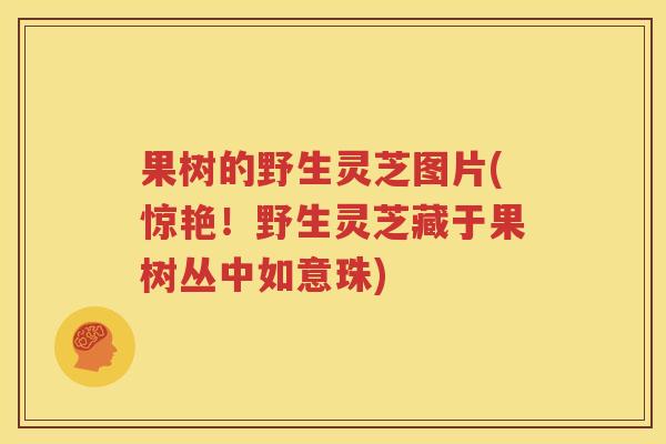 果树的野生灵芝图片(惊艳！野生灵芝藏于果树丛中如意珠)
