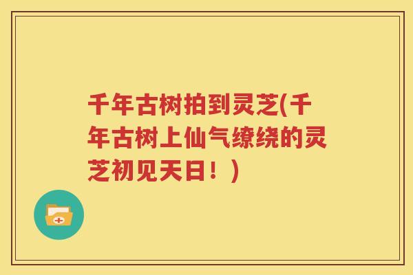 千年古树拍到灵芝(千年古树上仙气缭绕的灵芝初见天日！)