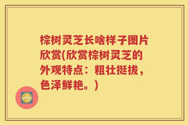 棕树灵芝长啥样子图片欣赏(欣赏棕树灵芝的外观特点：粗壮挺拔，色泽鲜艳。)