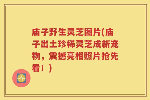 庙子野生灵芝图片(庙子出土珍稀灵芝成新宠物，震撼亮相照片抢先看！)