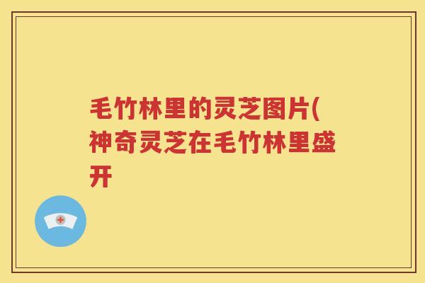 毛竹林里的灵芝图片(神奇灵芝在毛竹林里盛开