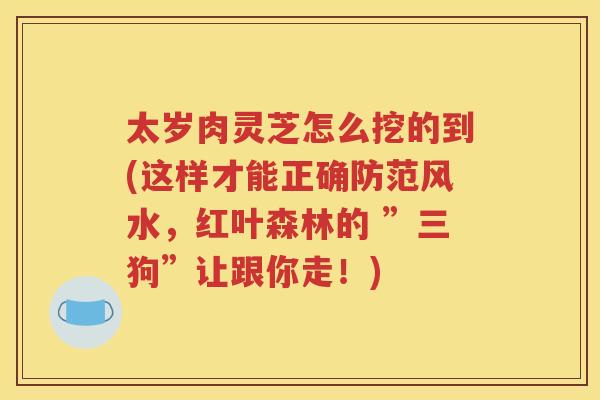 太岁肉灵芝怎么挖的到(这样才能正确防范风水，红叶森林的 ”三狗”让跟你走！)