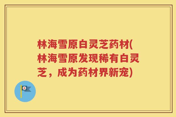 林海雪原白灵芝药材(林海雪原发现稀有白灵芝，成为药材界新宠)