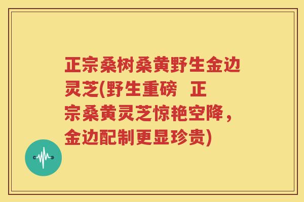 正宗桑树桑黄野生金边灵芝(野生重磅  正宗桑黄灵芝惊艳空降，金边配制更显珍贵)