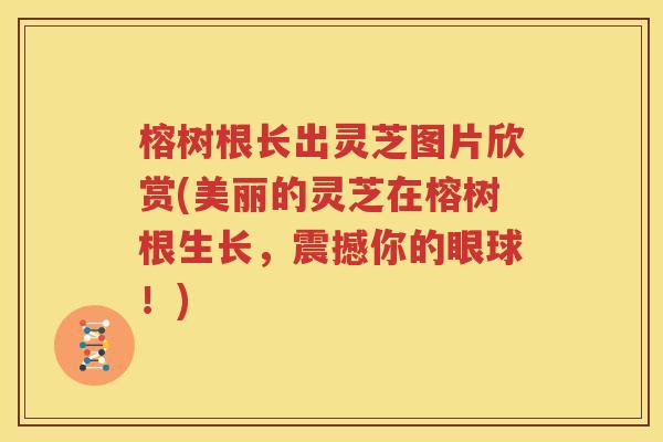 榕树根长出灵芝图片欣赏(美丽的灵芝在榕树根生长，震撼你的眼球！)