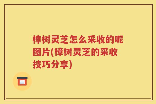 樟树灵芝怎么采收的呢图片(樟树灵芝的采收技巧分享)
