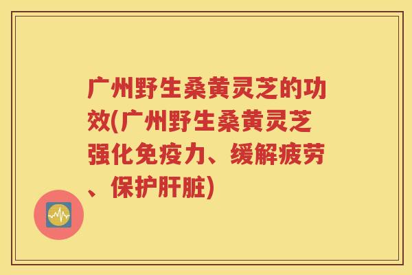 广州野生桑黄灵芝的功效(广州野生桑黄灵芝强化免疫力、缓解疲劳、保护肝脏)
