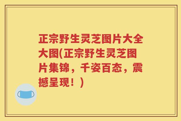 正宗野生灵芝图片大全大图(正宗野生灵芝图片集锦，千姿百态，震撼呈现！)