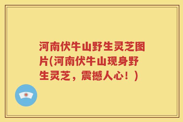 河南伏牛山野生灵芝图片(河南伏牛山现身野生灵芝，震撼人心！)