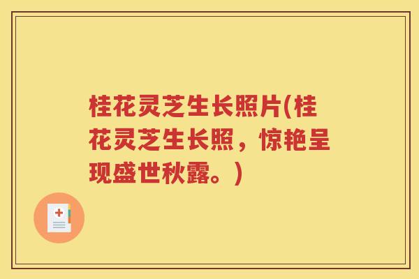 桂花灵芝生长照片(桂花灵芝生长照，惊艳呈现盛世秋露。)