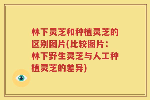 林下灵芝和种植灵芝的区别图片(比较图片：林下野生灵芝与人工种植灵芝的差异)