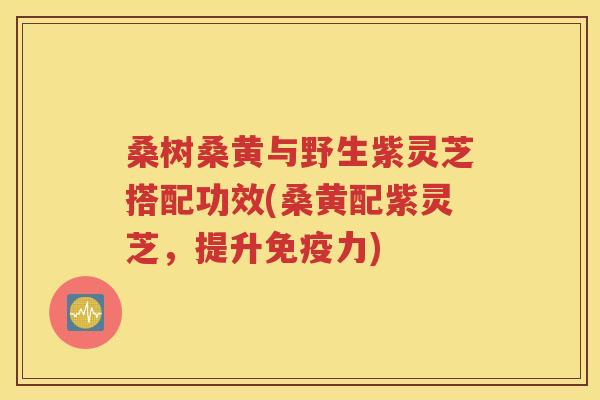 桑树桑黄与野生紫灵芝搭配功效(桑黄配紫灵芝，提升免疫力)