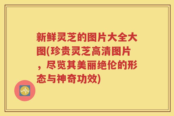 新鲜灵芝的图片大全大图(珍贵灵芝高清图片，尽览其美丽绝伦的形态与神奇功效)