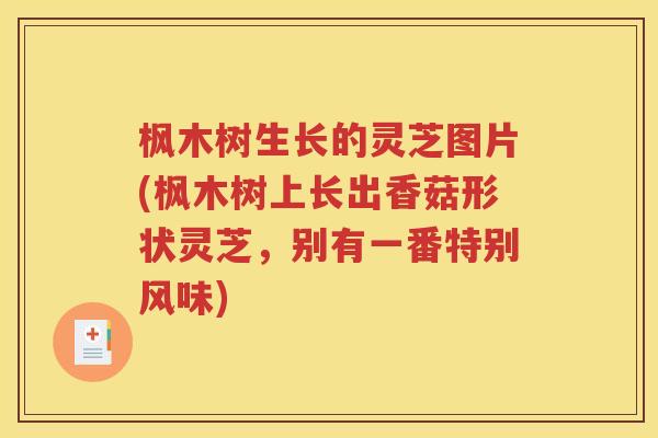 枫木树生长的灵芝图片(枫木树上长出香菇形状灵芝，别有一番特别风味)