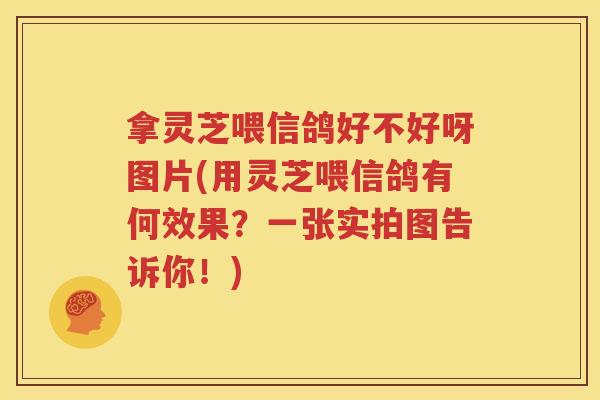 拿灵芝喂信鸽好不好呀图片(用灵芝喂信鸽有何效果？一张实拍图告诉你！)