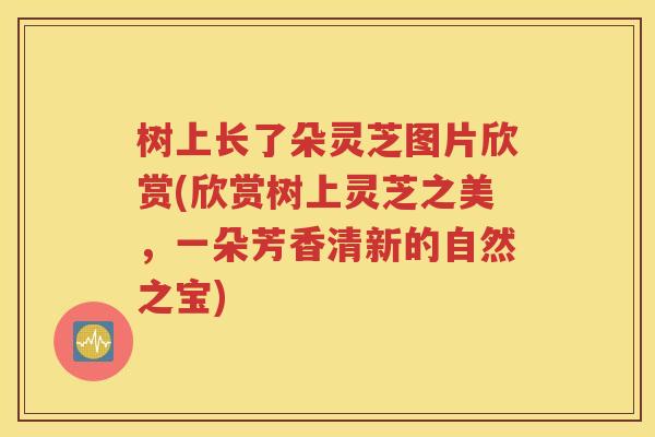树上长了朵灵芝图片欣赏(欣赏树上灵芝之美，一朵芳香清新的自然之宝)