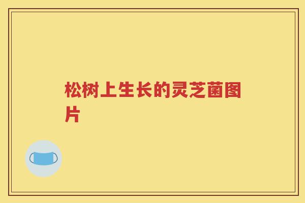 松树上生长的灵芝菌图片