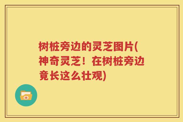 树桩旁边的灵芝图片(神奇灵芝！在树桩旁边竟长这么壮观)