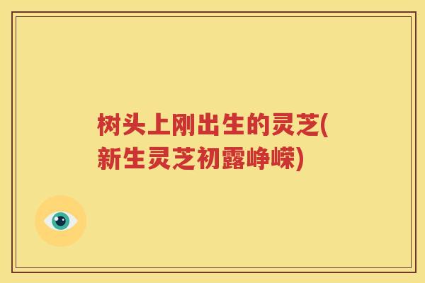 树头上刚出生的灵芝(新生灵芝初露峥嵘)