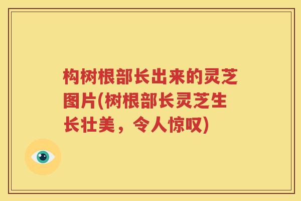 构树根部长出来的灵芝图片(树根部长灵芝生长壮美，令人惊叹)