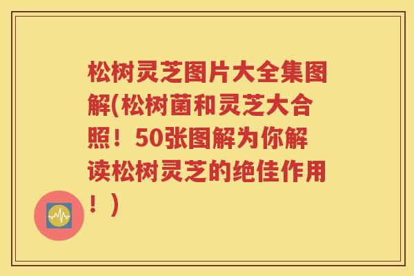 松树灵芝图片大全集图解(松树菌和灵芝大合照！50张图解为你解读松树灵芝的绝佳作用！)