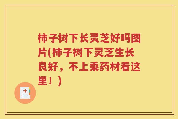 柿子树下长灵芝好吗图片(柿子树下灵芝生长良好，不上乘药材看这里！)