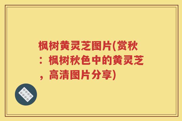 枫树黄灵芝图片(赏秋：枫树秋色中的黄灵芝，高清图片分享)