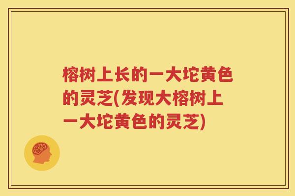 榕树上长的一大坨黄色的灵芝(发现大榕树上一大坨黄色的灵芝)