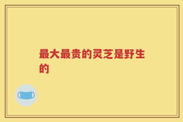 最大最贵的灵芝是野生的